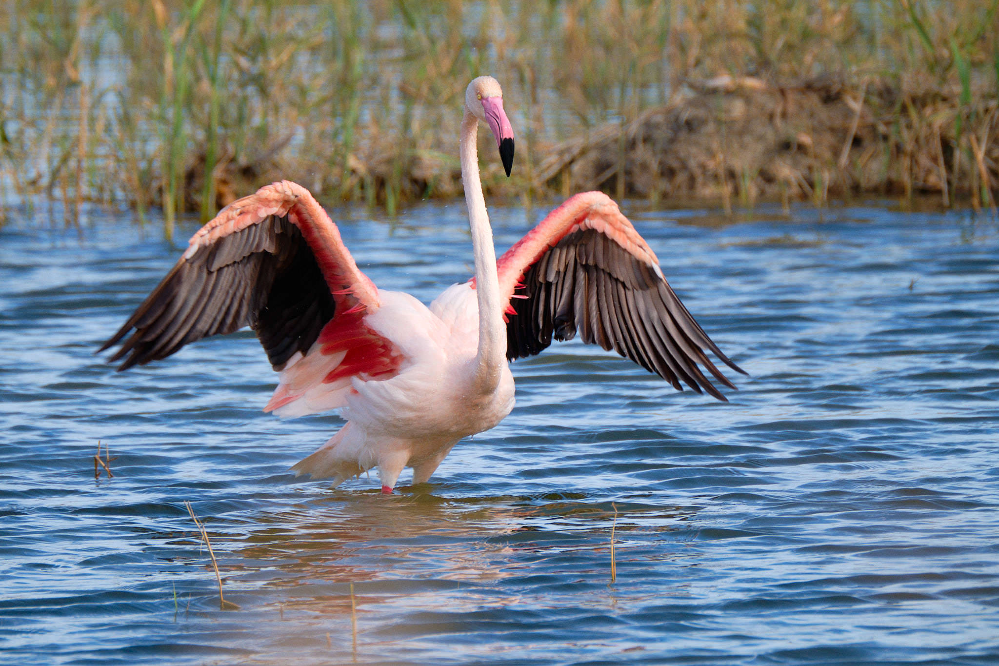Parque Natural de El Hondo - Valencia - Spanien