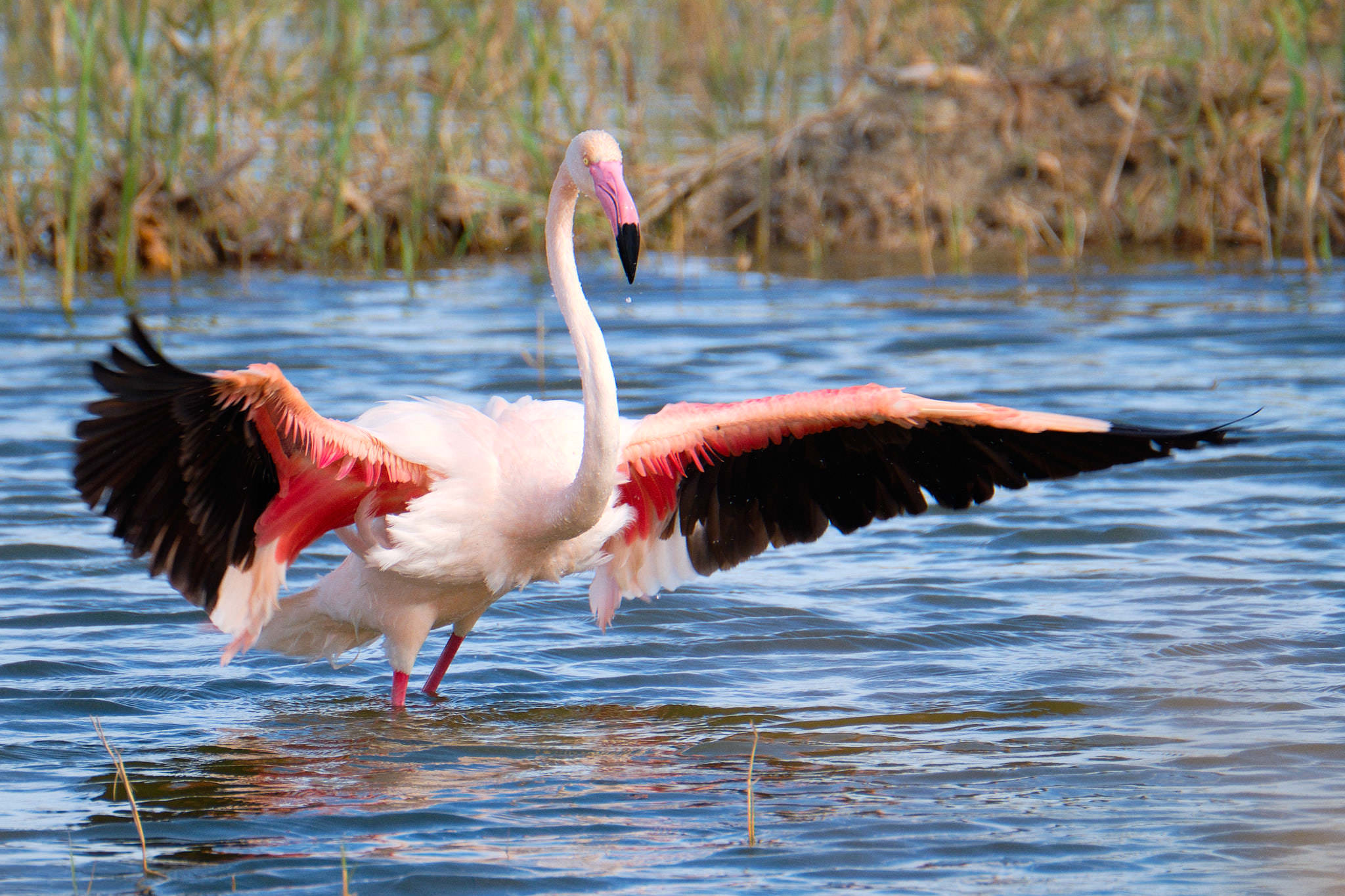 Parque Natural de El Hondo - Valencia - Spanien